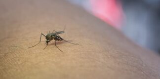 West Nile Virus