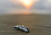 Microplastiche alimentari