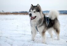 Alaskan Malamute