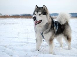 Alaskan Malamute