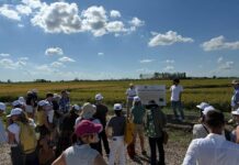 Eu-Rice Research Network