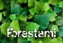 Forestami Academy