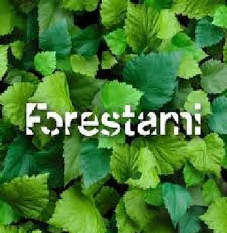 Forestami Academy
