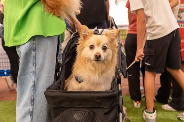 cane in passeggino