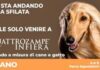 Quattrozampeinfiera Milano 2025