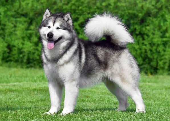 razza Alaskan Malamute