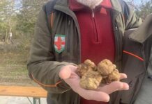 Tartufo Alessandrino