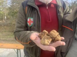 Tartufo Alessandrino