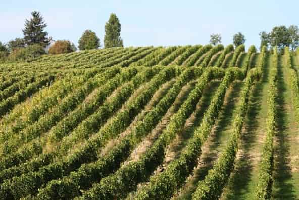 Vigneti Olprepo Pavese