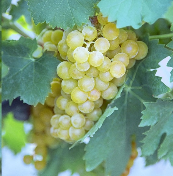Uva Moscatello Uva Moscatello
