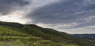 Rinascita vino albanese a Berat