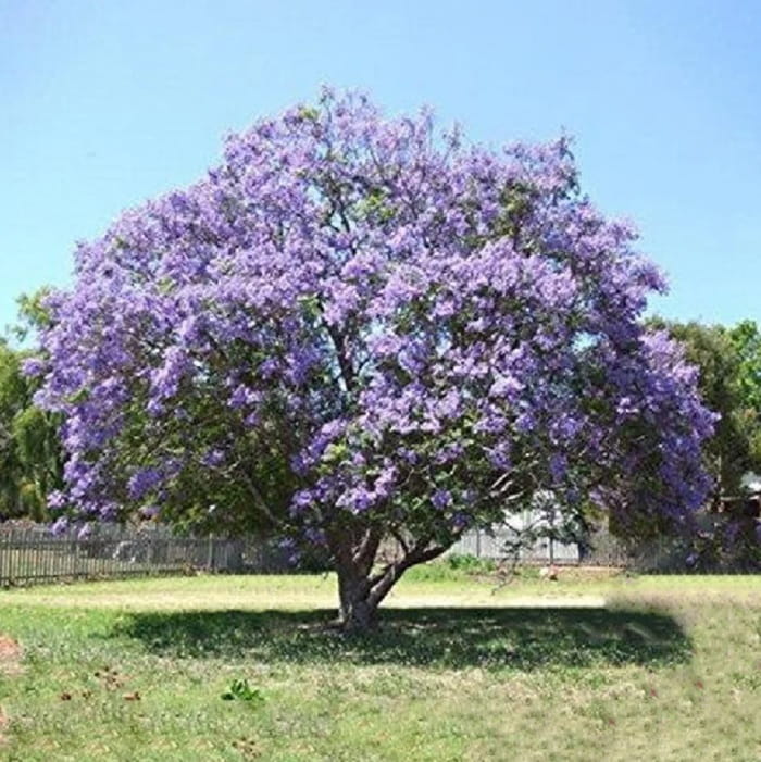 La Paulownia