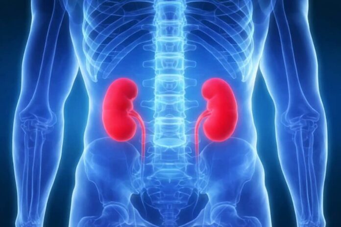 Reni - Giornata Mondiale del Rene