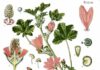 Malva sylvestris