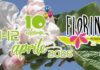 Fiorinda Mollaro