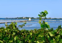 Trame di Vino Stagnone: la laguna di Marsala e il suo vino Trame di Vino Stagnone