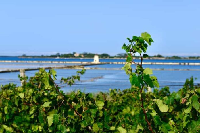 Il vigneto di Feudo Stagnone Trame di Vino Stagnone