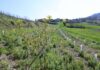 Biodiversità Pavia